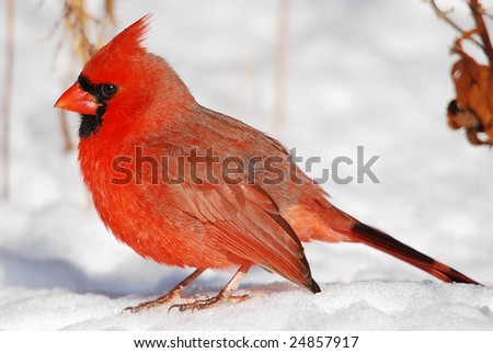A lone male Cardinal finding standing in the snow near a foot path through the woods. This Cardinal, along with a multitude of other birds, were feeding on seed left behind by passers-by.
