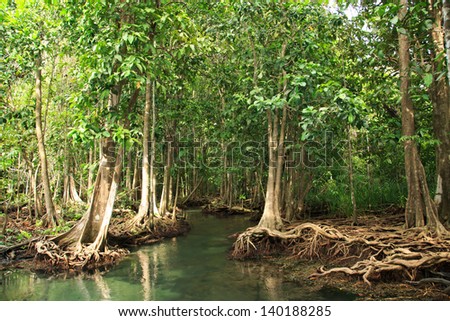 Inland waters Thapom Klong Song Nam, Krabi, Old mangrove forest Thailand