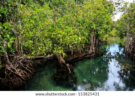 Inland waters Thapom Klong Song Nam, Krabi,  Old mangrove forest Thailand