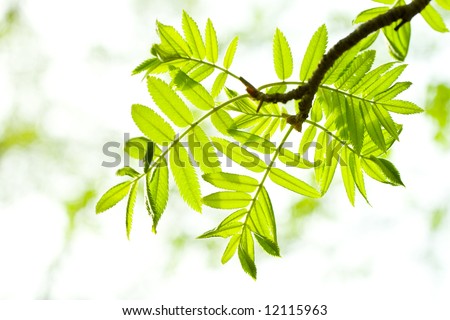 Fresh mountain ash leaves in forest. Selective focus. Close up.