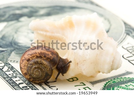 Garden snail and sea shell on a background from banknotes