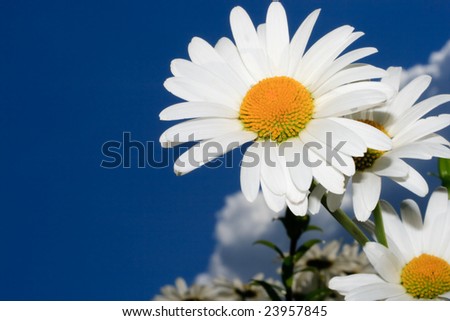 White+daisies+background