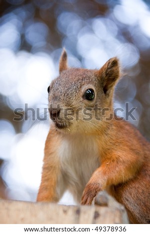 Cute squirrel in a forest. Close up.