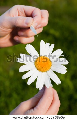 Camomile in female hands on a green grass background.  Fortune-telling on a camomile.