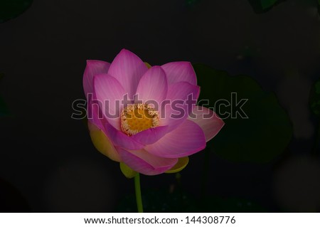 A lotus flower on a black background