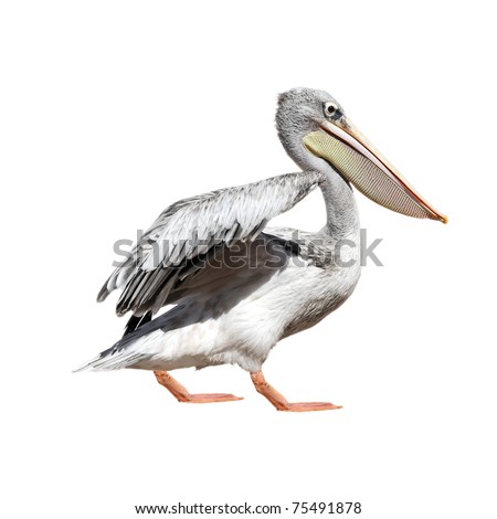 Cute Pelican