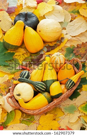 Steel life with pumpkins in basket