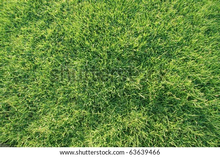 Fine Grass