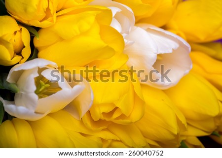 spring flowers yellow tulips bouquet on violet  background present for holidays mother day easter valentines
