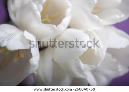 spring flowers white tulips bouquet on violet vintage background present for holidays mother day easter valentines