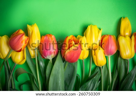 spring flowers colorful tulips bouquet present for holidays mother day easter valentines background invitation