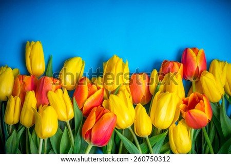spring flowers colorful tulips bouquet present for holidays mother day easter valentines background invitation