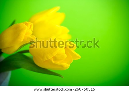 spring flowers yellow tulips bouquet on green vintage background present for holidays mother day easter valentines