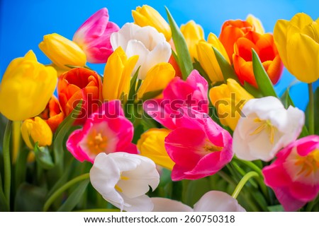 spring flowers colorful tulips bouquet present for holidays mother day easter valentines