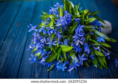 spring flowers blue bluebells Scilla bifolia on blue old vintage background.present for valentines summer holidays mother and woman day easter