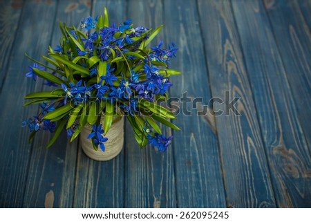 spring flowers blue bluebells Scilla bifolia on blue old vintage background.present for valentines summer holidays mother and woman day easter