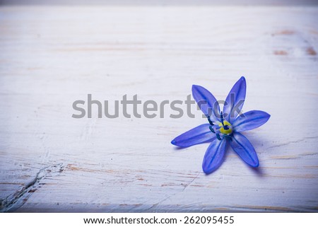 spring flowers blue bluebells Scilla bifolia on white old vintage background.present for valentines summer holidays mother and woman day easter