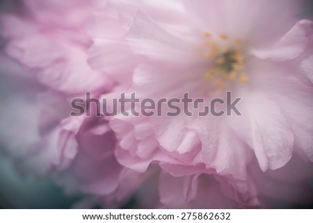 spring blossom flowers of sakura tree on blue wooden background art vision