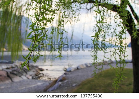The boat launch at Riva del Garda in Italy is quiet at sunset.  A willow with fresh green leaves in spring add to the relaxed and quiet atmosphere along the shore of this beautiful mountain lake.