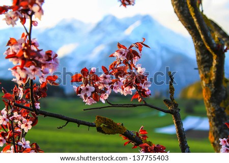 Evening light upon pink cherry blossoms and flowers of an old tree set against snow covered mountains.