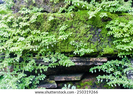 Background image of tiny plant on the wall