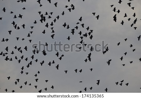Lot of birds flying high freely in the blue sky, a perfect natural background