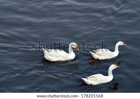 White geese in blue water with reflection of bodies in water