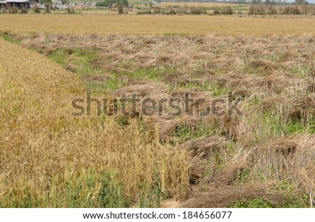 Field of wheat ready to be harvested in rural India. Selective focus