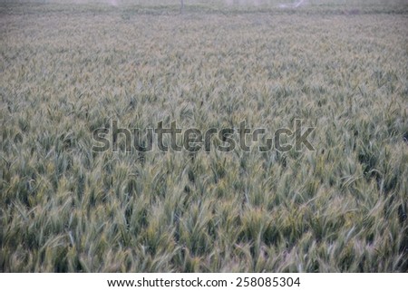 Green Wheat field in an Indian farm