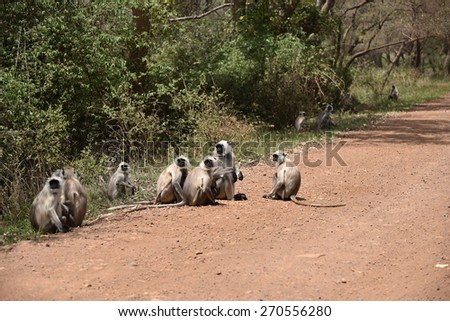 Langur/Monkeys sitting in group on a jungle road waiting for food from tourists