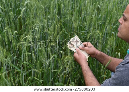 Farmer Counting Indian 500 Rupee currency money in his lush green wheat farm, planning to spend money on agriculture