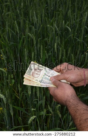 Farmer Counting Indian 500 Rupee currency money in his lush green wheat farm, planning to spend money on agriculture