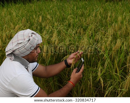Indian Farmer checking growth of rice paddy farm and making call with smart phone, concept for technology help available to farmers in today\'s world