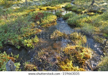 Brook. The water is cold, because in Yakutia streams touch the permafrost.