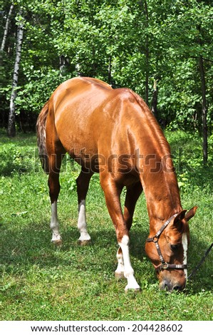 In early summer horse feasting on fresh juicy grass. The horse in the green forest.