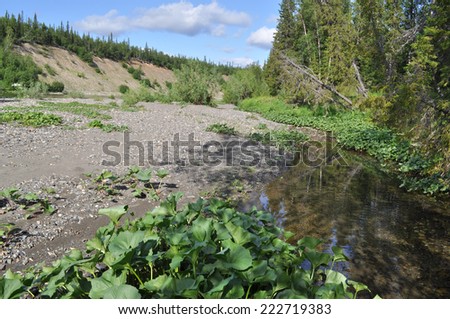 Summer landscape North of the river. River Kokpela flows on the Western slope of the Polar Urals.