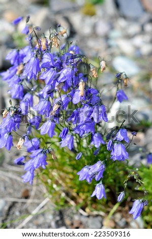 Wild flower - Canterbury bells (campanula). Polar Ural, Komi Republic, Russia.