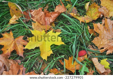 Fallen autumn leaves. A carpet of colorful leaves in October, lying on the grass.