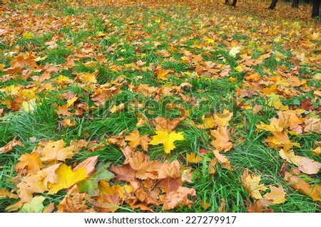 Fallen autumn leaves. A carpet of colorful leaves in October, lying on the grass.