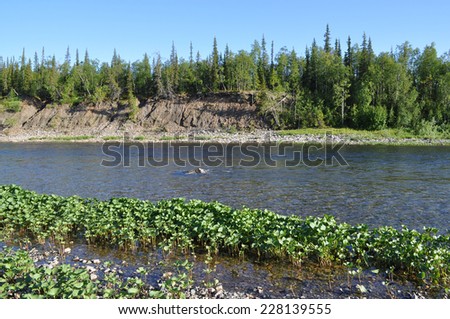 Solar landscape to the North of the Ural river. Polar Ural, Komi Republic, Russia.