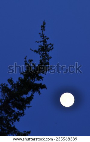 Night, the moon and trees. Polar Ural, Komi Republic, Russia.