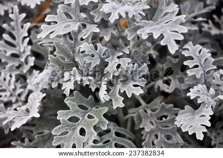 Abstract background with decorative leaves. Colorless image fancy leaves of ornamental plants in the flowerbed.
