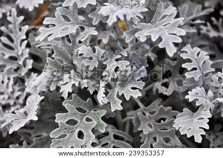 Abstract background with decorative leaves. Colorless image fancy leaves of ornamental plants in the flowerbed.