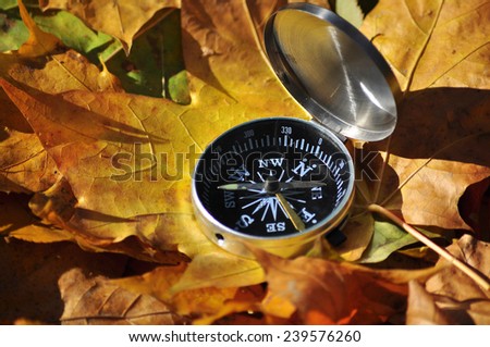 Compass on fallen leaves. Autumn in the Park compass rests on the ground among the maple leaves.