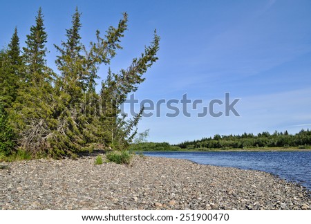 The river of the polar Urals in the Republic of Komi, Russia. Trees bent down to the river is typical of the taiga landscape.
