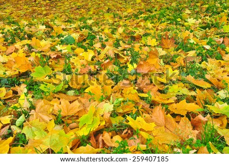 Autumn Park in fallen leaves. Fallen leaves cover the earth October luxurious carpet.