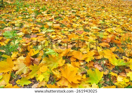 Autumn Park in fallen leaves. Fallen leaves cover the earth October luxurious carpet.