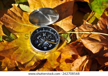 Compass in fallen leaves. Autumn walk with orientation in the Park with fallen leaves.