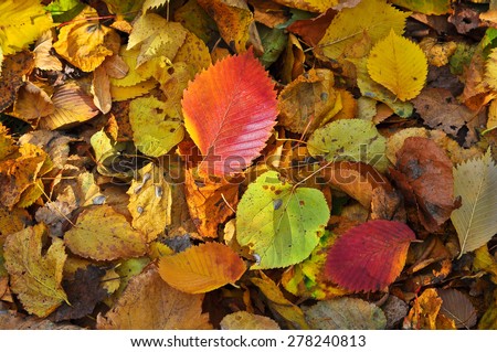 Fallen leaves. A carpet of fallen leaves on the ground in the autumn Park.