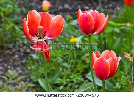 Tulips. Spring flowers bloom in gardens and flower beds, outside Moscow.